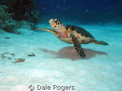 Tripod - nice little Hawksbill Turtle.  Lost one of his l... by Dale Rogers 